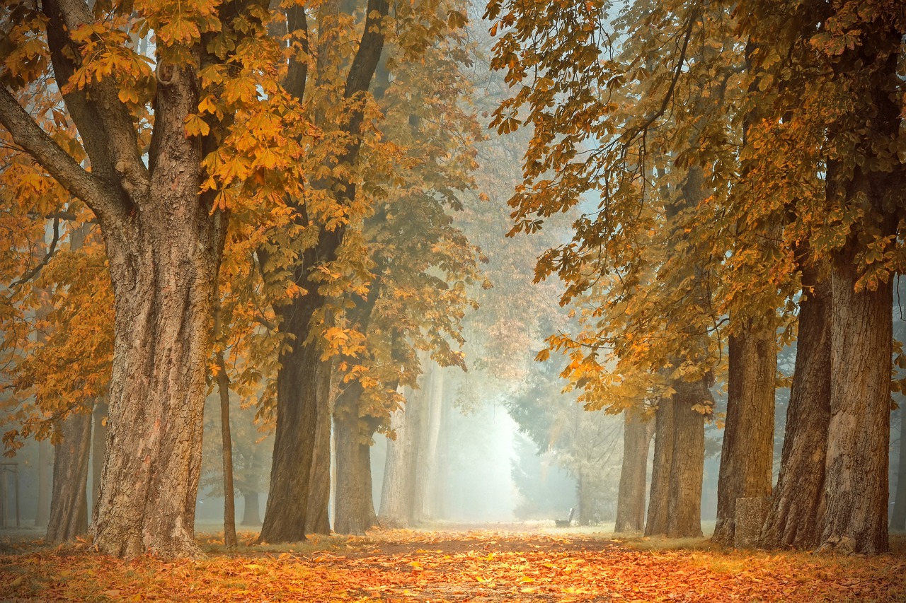 path-gfaca338ab_1280