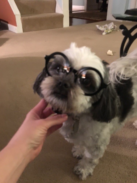 bailey glasses