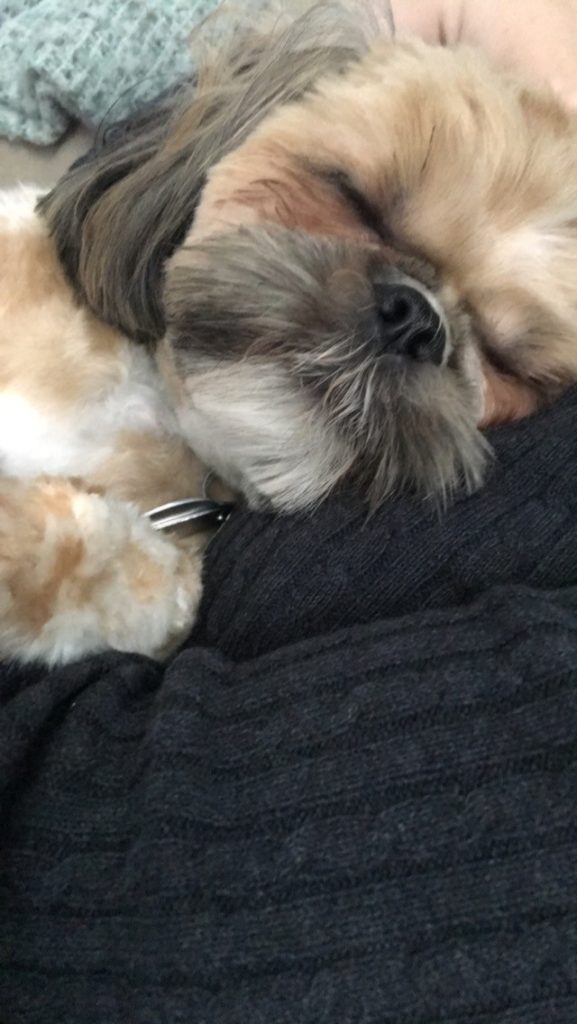 jiro sleeping