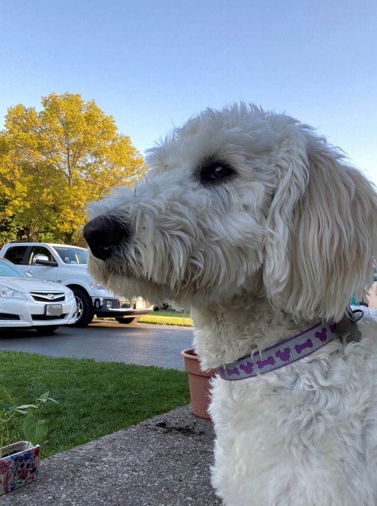 poppy outside