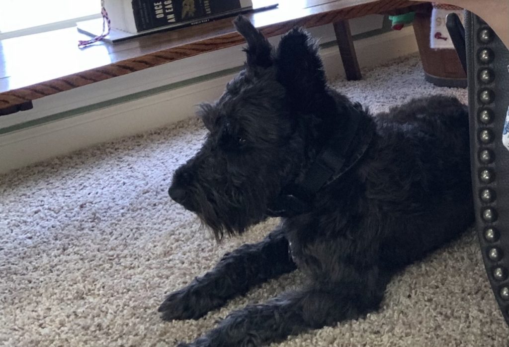 Augie profile